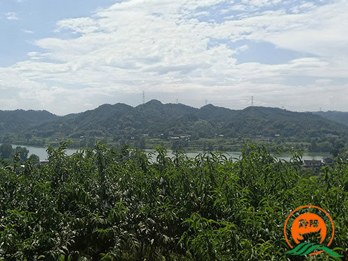 黔陽瞐黔陽黃桃產業園8