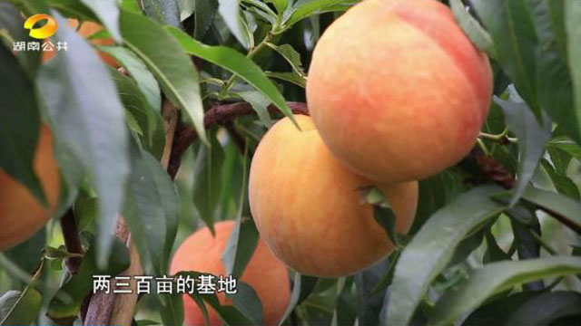 洪江市禹甜科技有限公司,農產品的批發零售