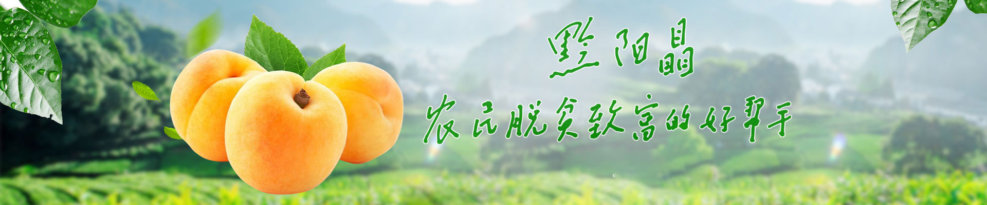 洪江市禹甜科技有限公司_黔陽瞐_農(nóng)產(chǎn)品的批發(fā)零售 洪江市禹甜科技有限公司_黔陽瞐_農(nóng)產(chǎn)品的批發(fā)零售
